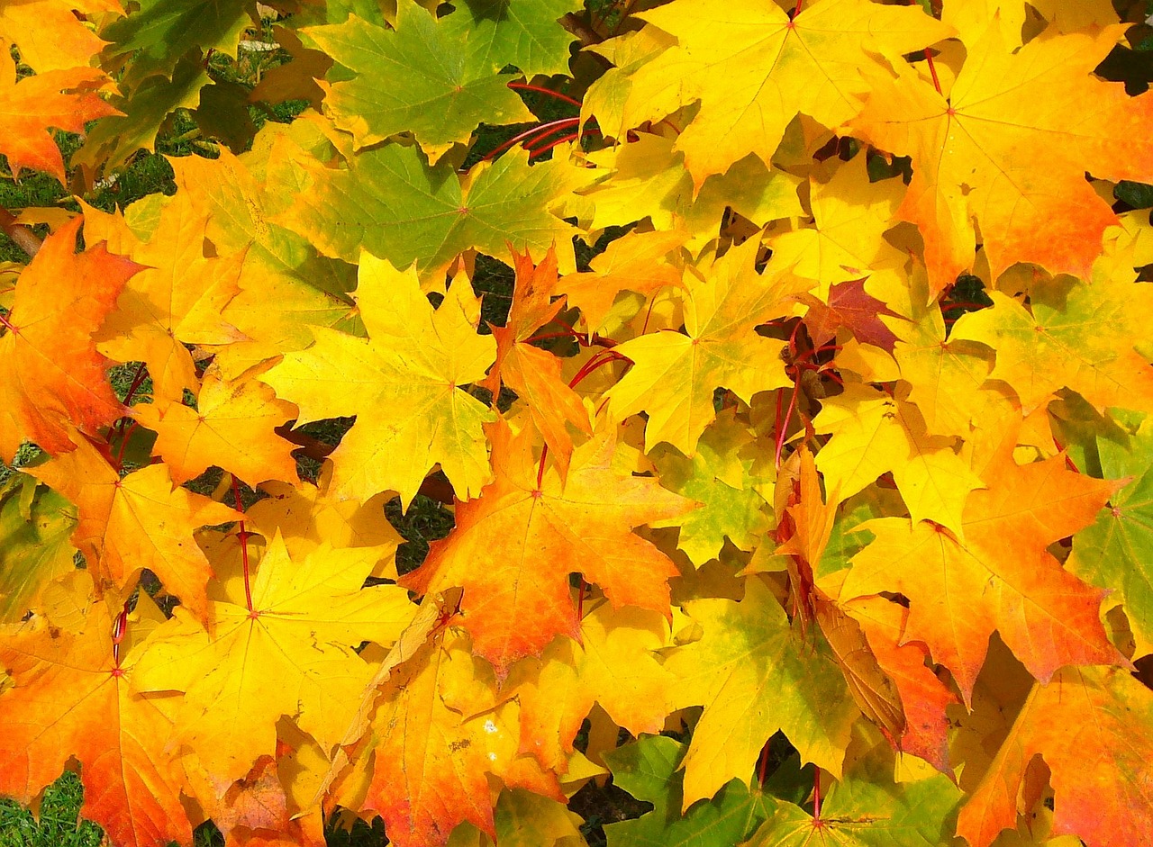 5d56fadb15543744a0cdcfe6 fall november dscsa deadline